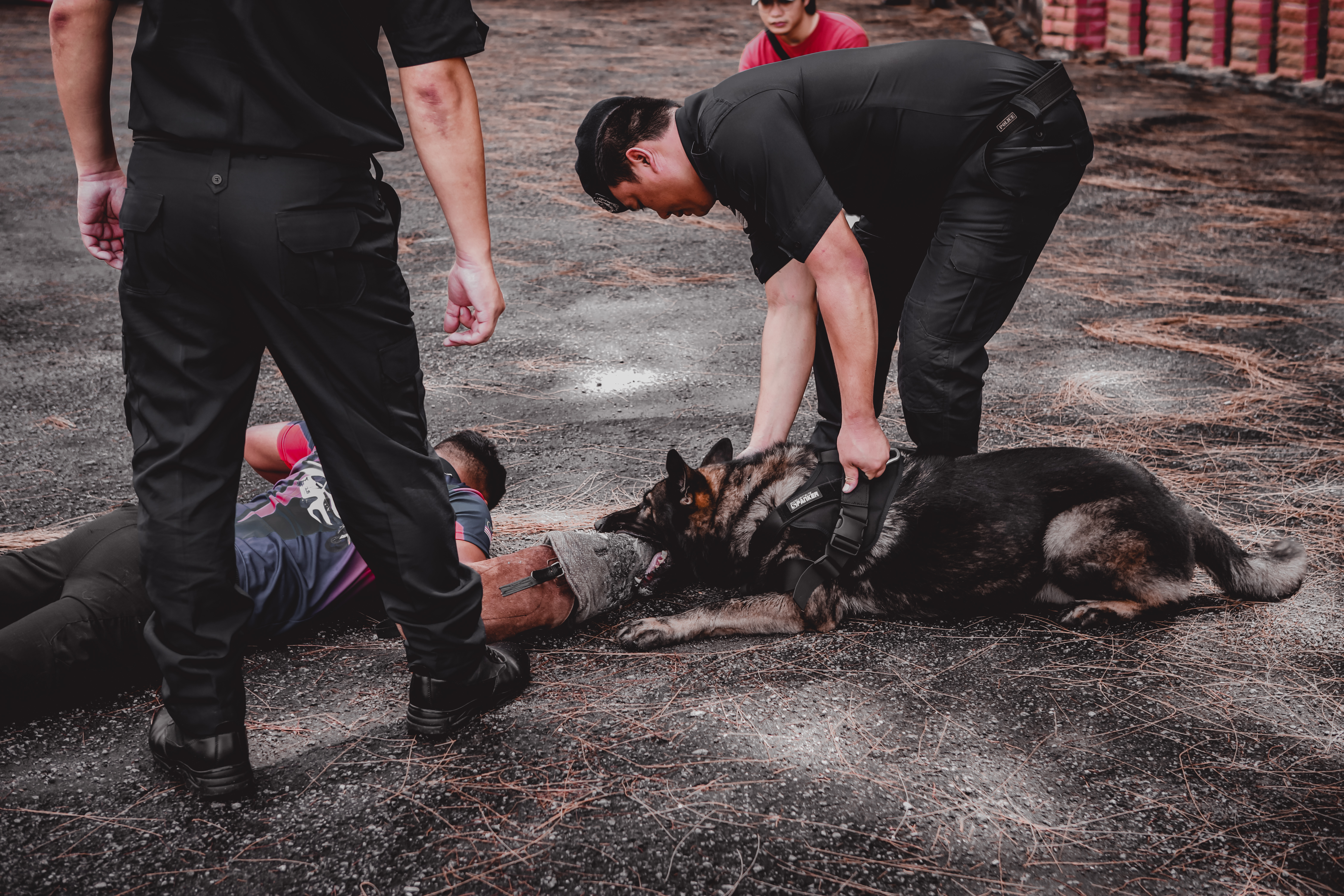 Crimebuster K9 Unit Shows Prowess