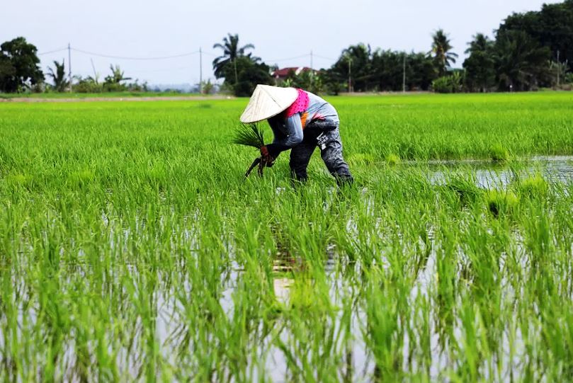 Climate change: How Asia can invest in averting a food crisis