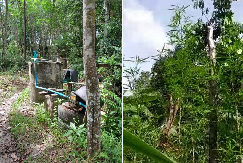 Air anugerah dan kebun ganja