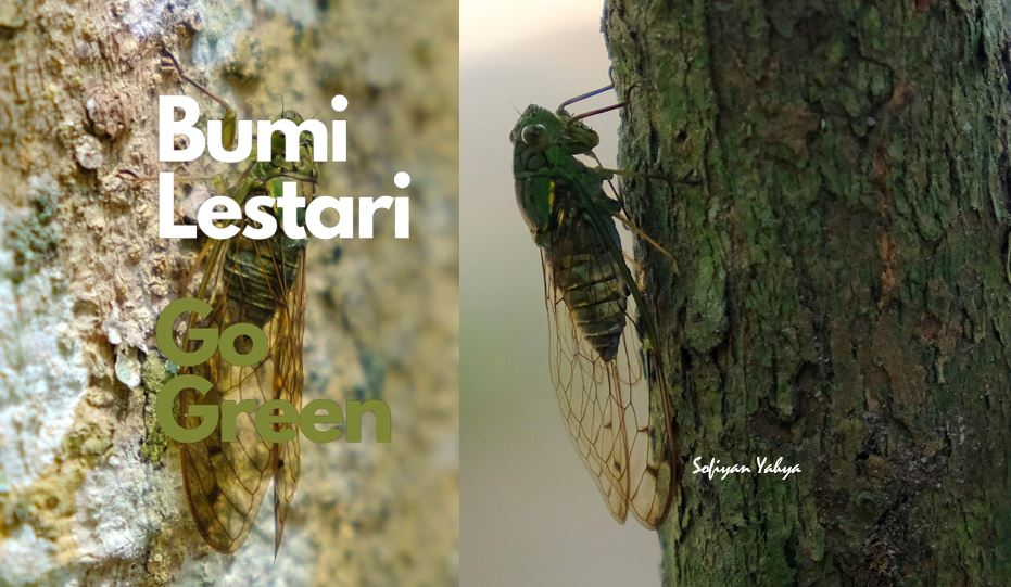 The music of the cicada