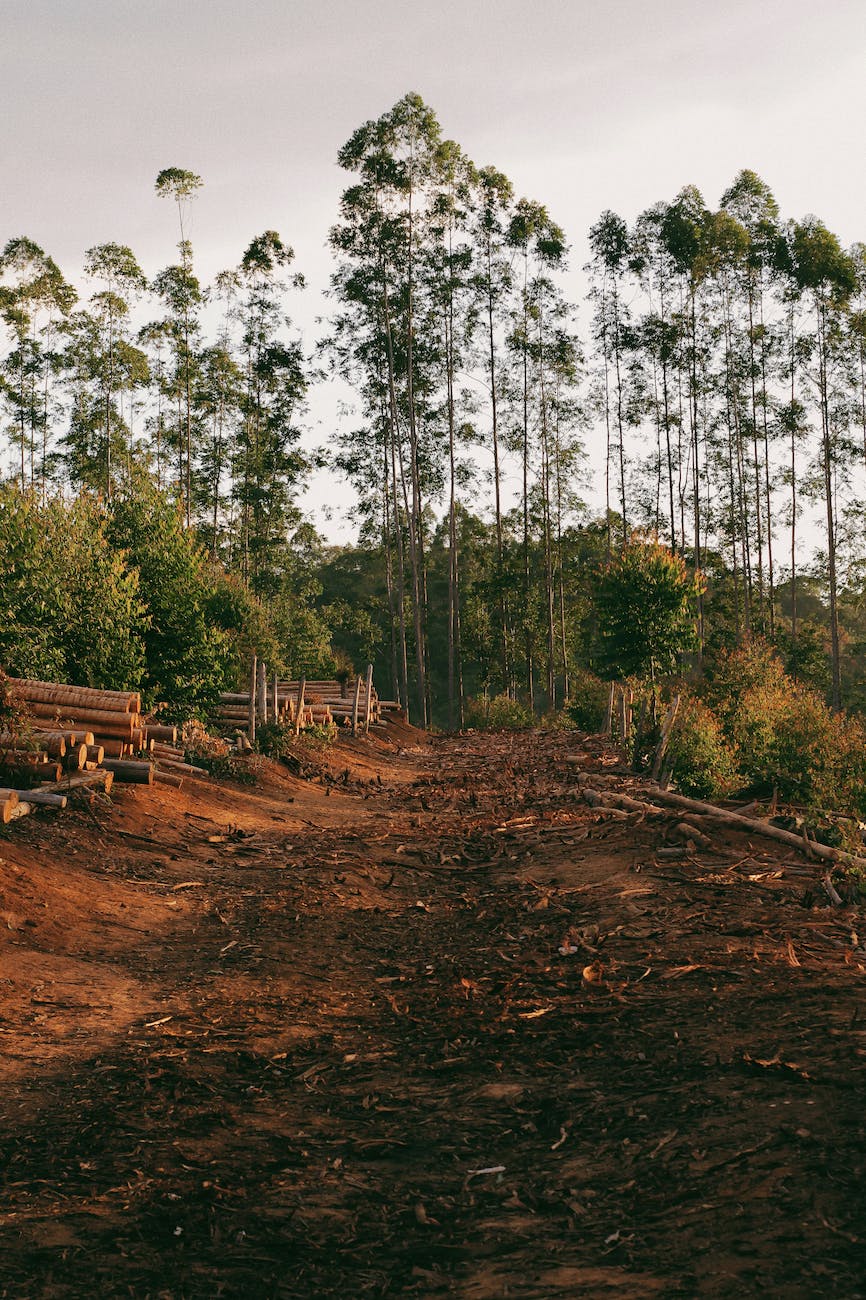 Deforestation of Cameron Highlands needs comprehensive measures