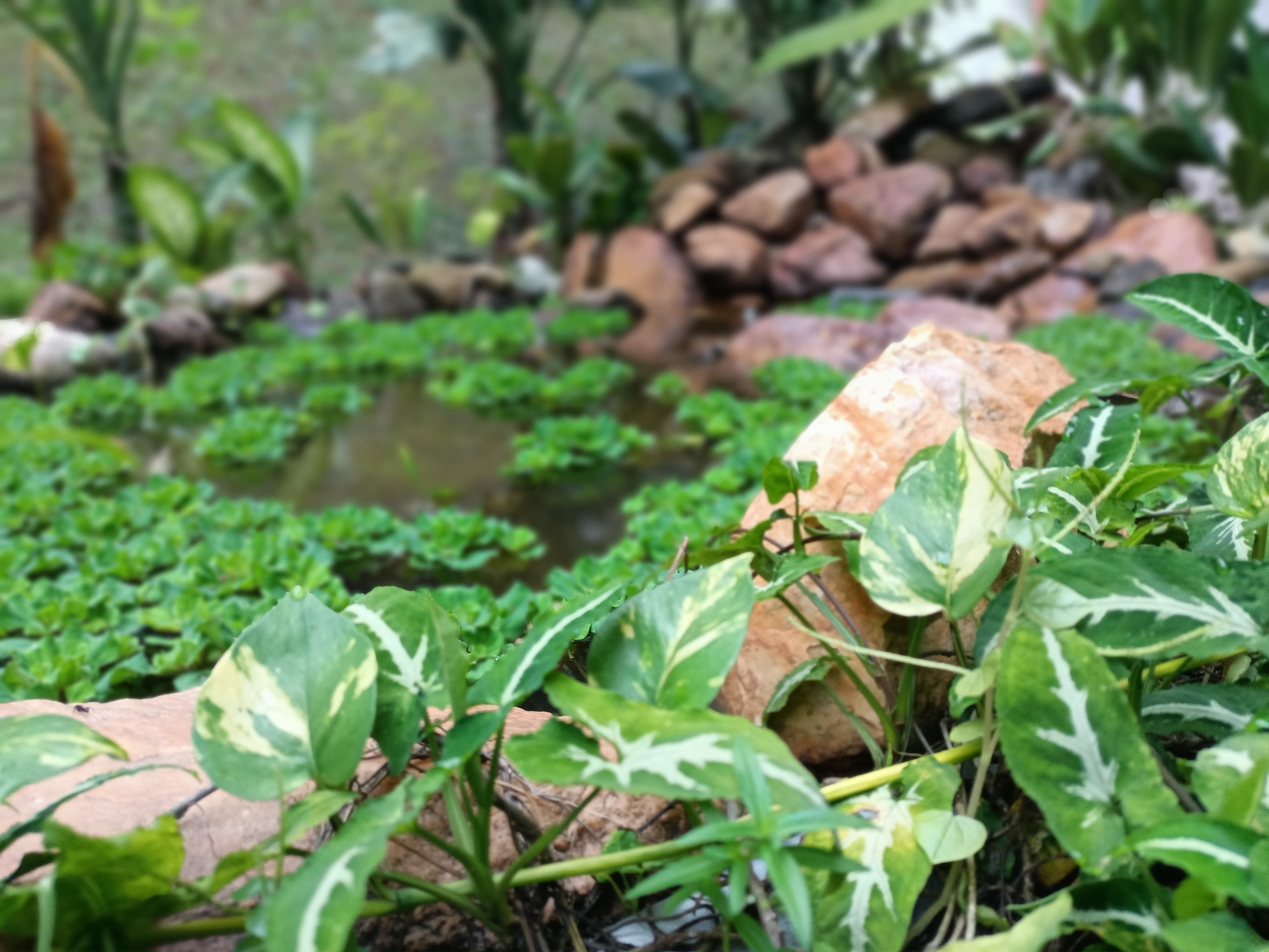 Our DIY pond connects us with nature and well-being