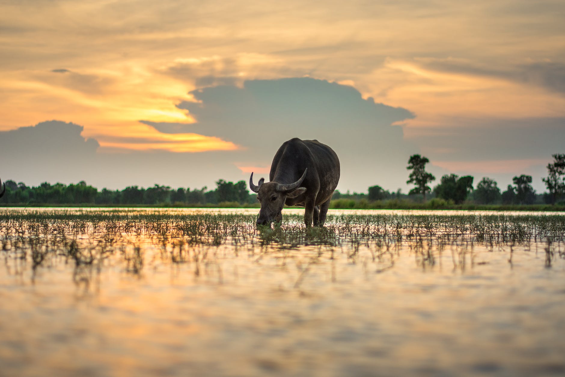 Boosting our rice farming with IoT and AI