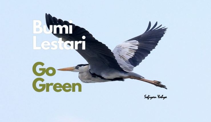 The Grey Heron