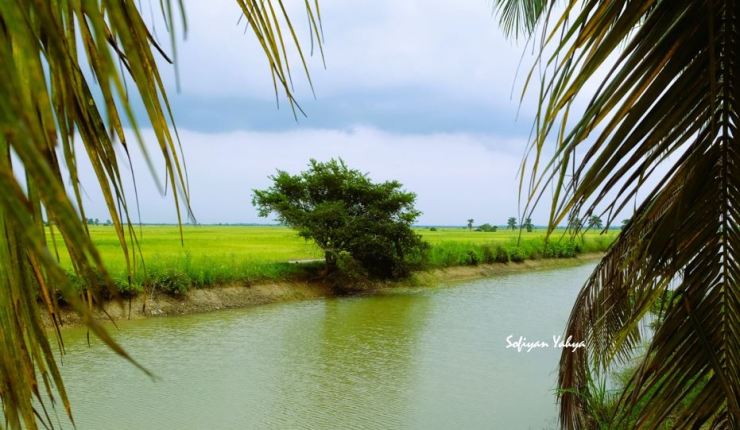 Poetry and Paddy
