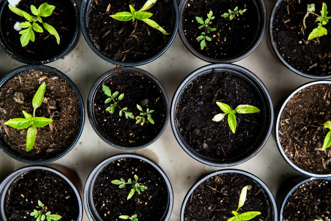 Urban agriculture is the way forward