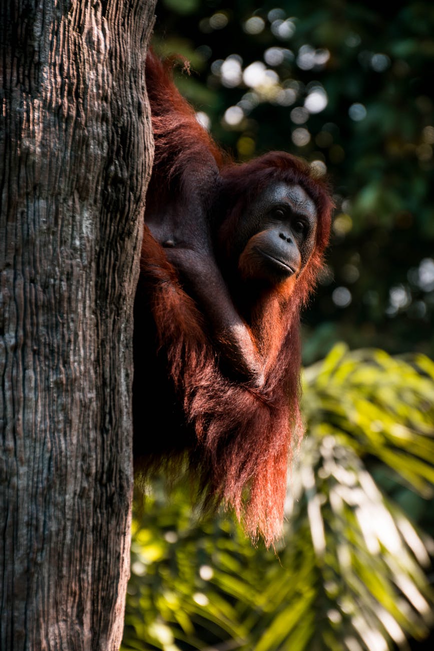 orangutan clinging on tree