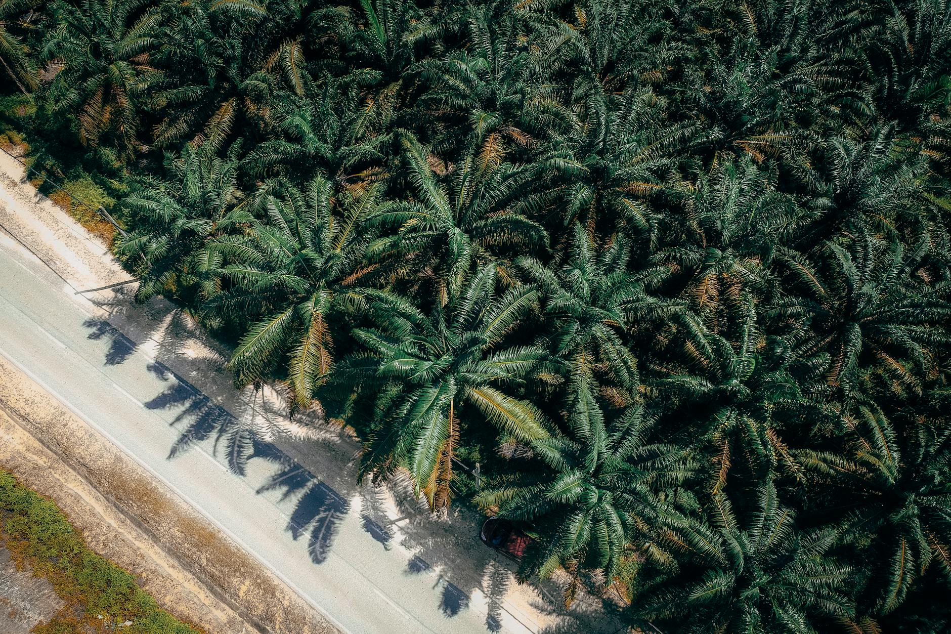 coconut trees