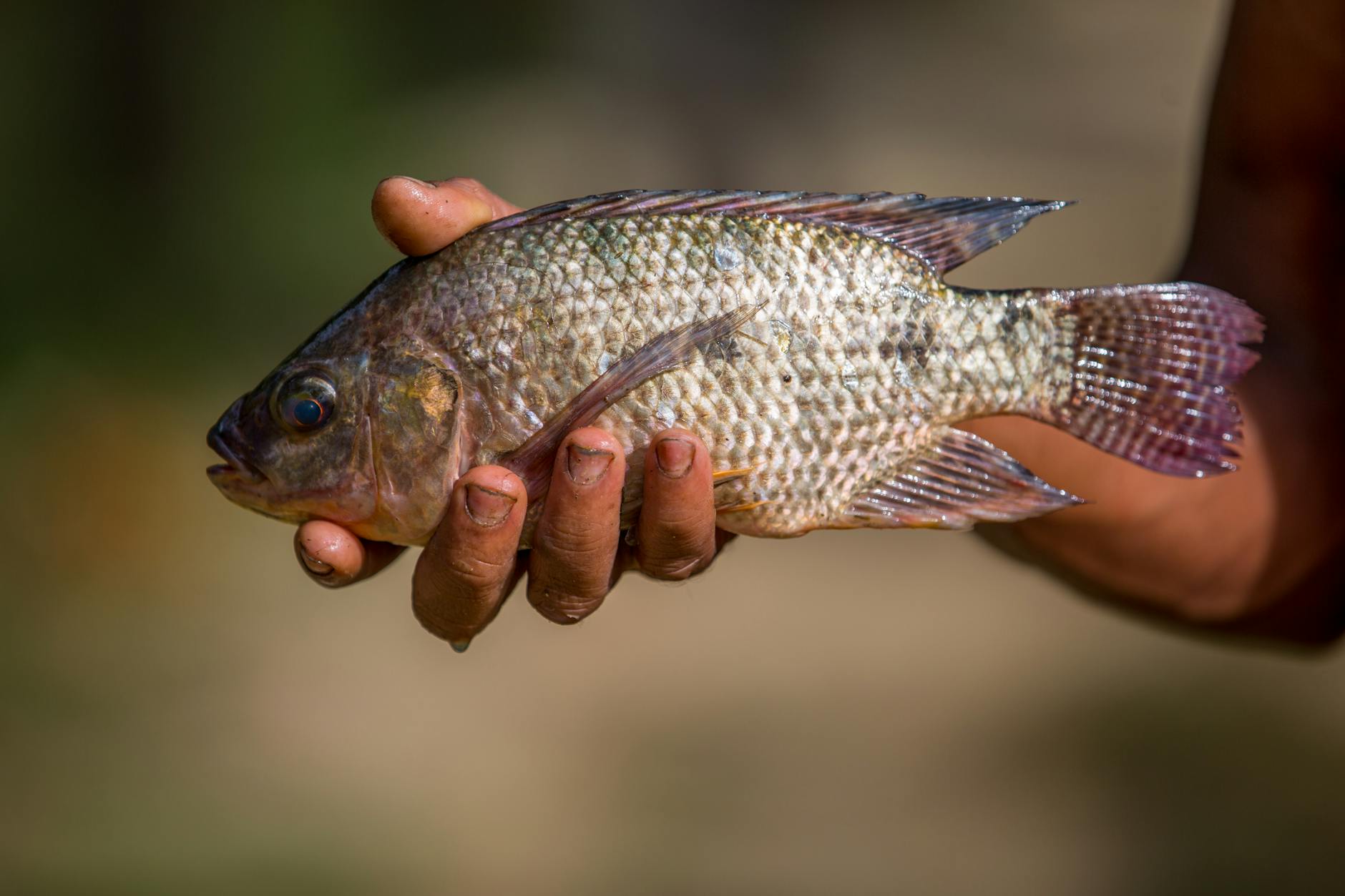 fresh fish caught by hand in bangladesh