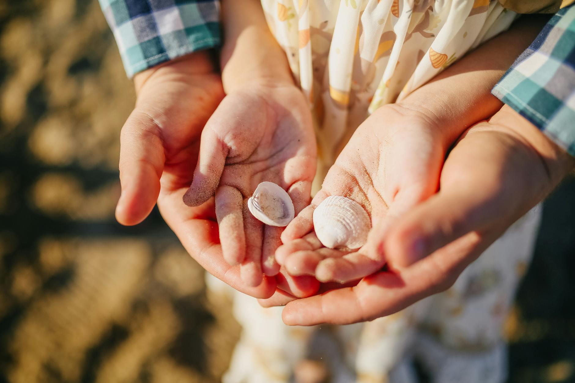 person holding white and brown seashells