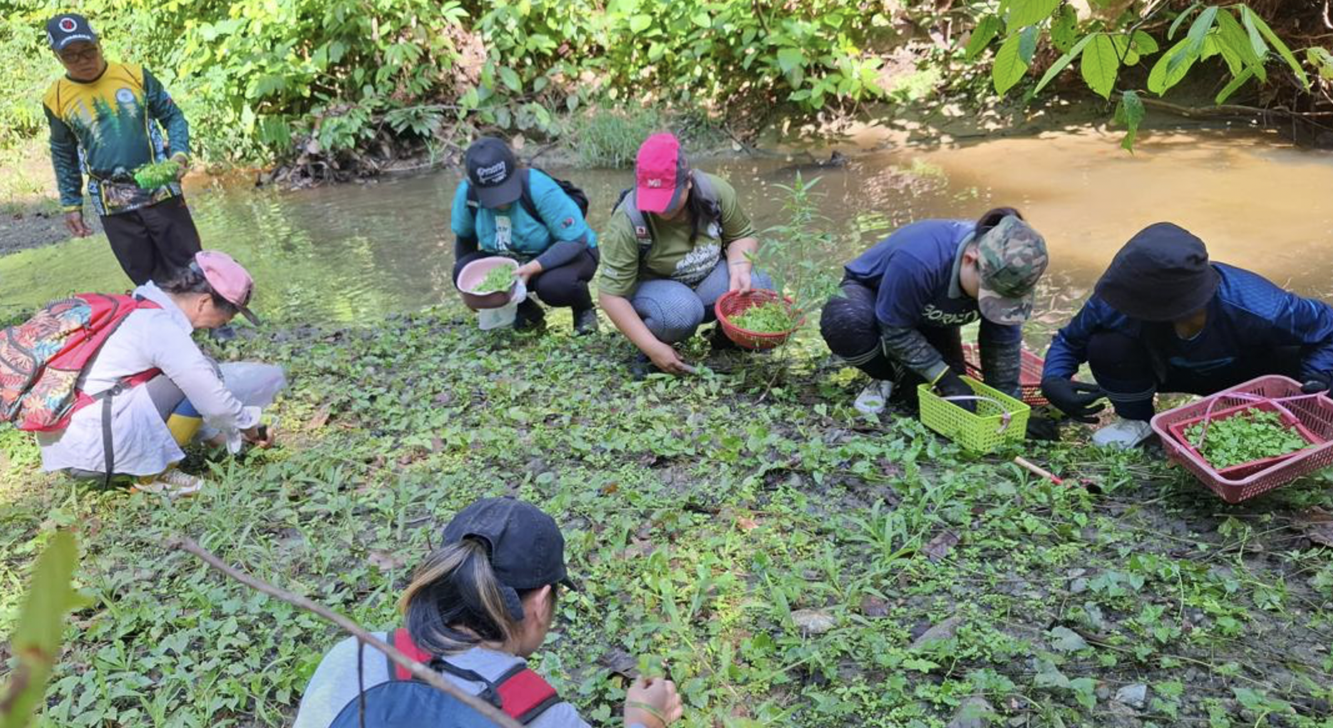 Projek Pemulihan Hutan Lower Kawag: Inisiatif Hijau untuk Ekonomi Komuniti