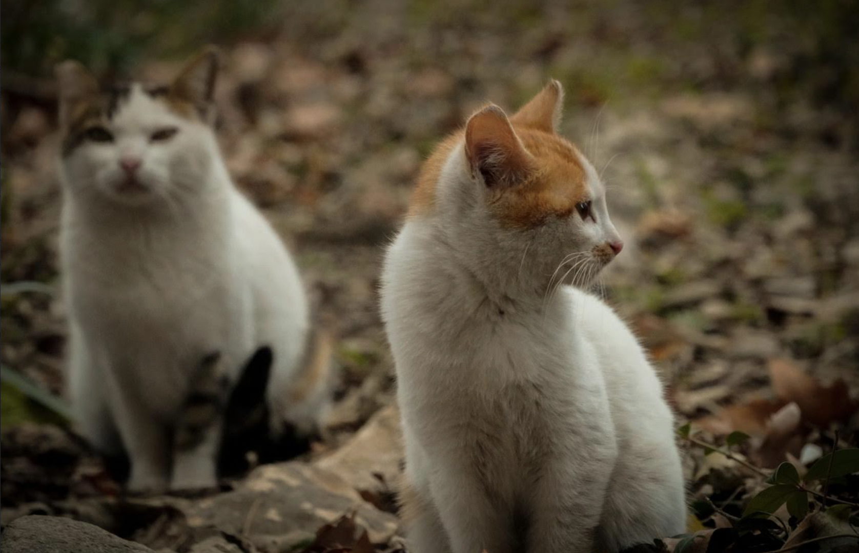 Beloved companions or growing concern?